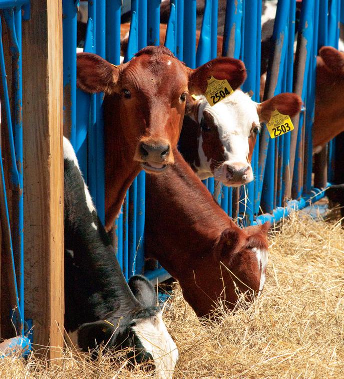 Dairy Good Cookbook