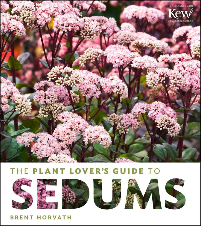 Plant Lover&#x27;s Guide to Sedums