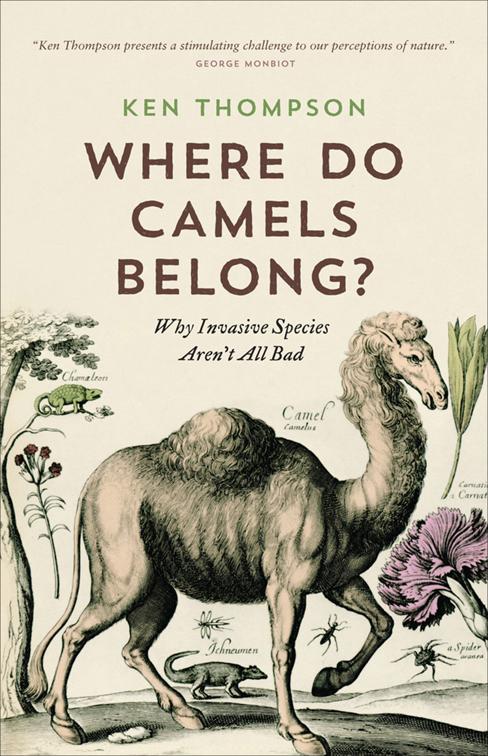 Where Do Camels Belong?