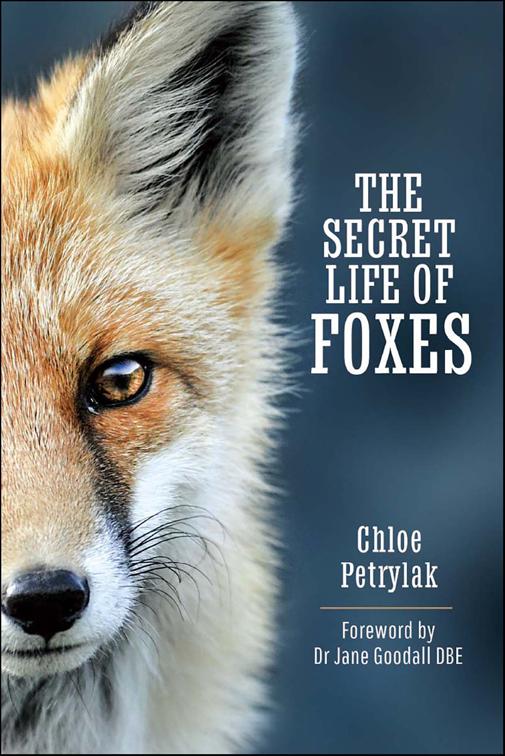 Secret Life of Foxes