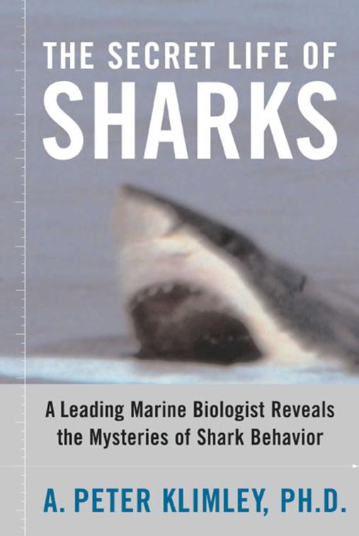 Secret Life of Sharks