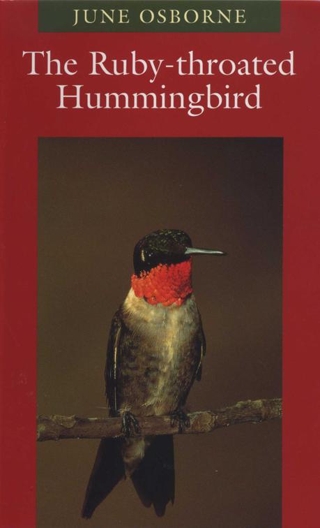 Ruby-throated Hummingbird, Corrie Herring Hooks Series