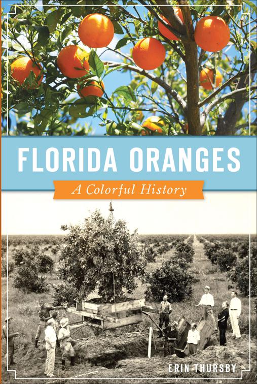 Florida Oranges, American Palate