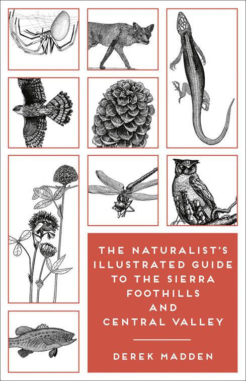 Naturalist&#x27;s Illustrated Guide to the Sierra Foothills and Central Valley