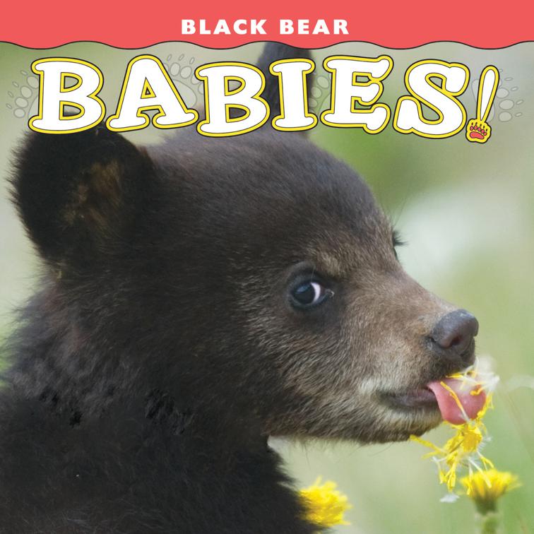 Black Bear Babies!