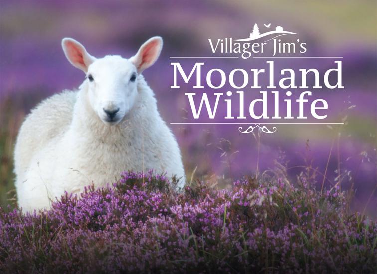 Villager Jim&#x27;s Moorland Wildlife