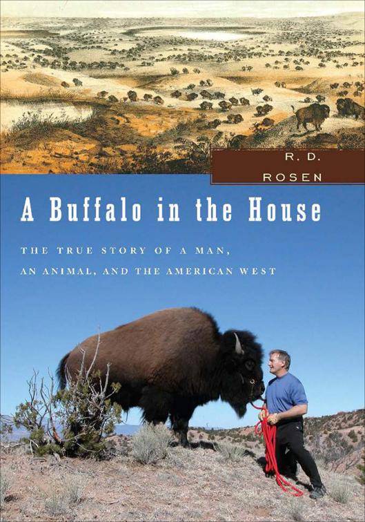 Buffalo in the House