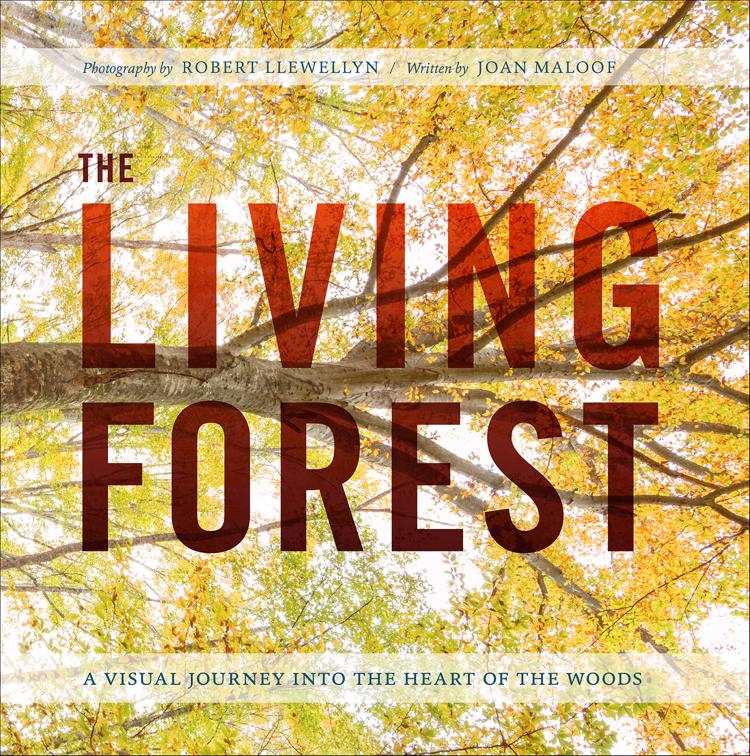 Living Forest