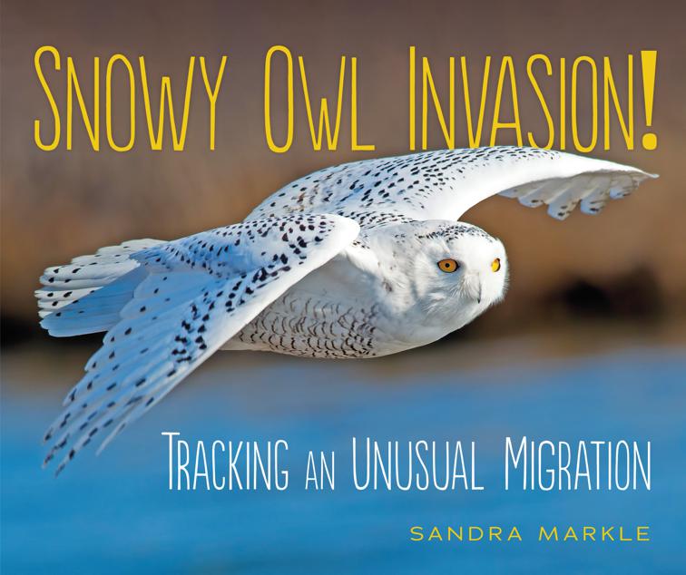 Snowy Owl Invasion!, Sandra Markle&#x27;s Science Discoveries