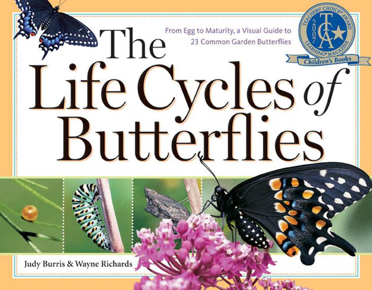 Life Cycles of Butterflies