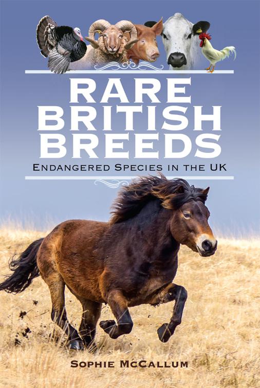 Rare British Breeds