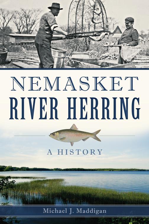 Nemasket River Herring, Natural History