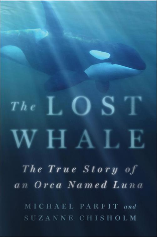 Lost Whale