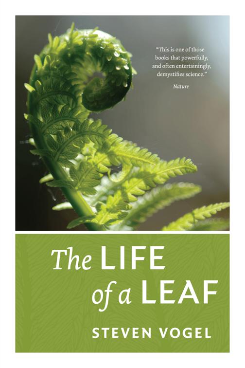 Life of a Leaf