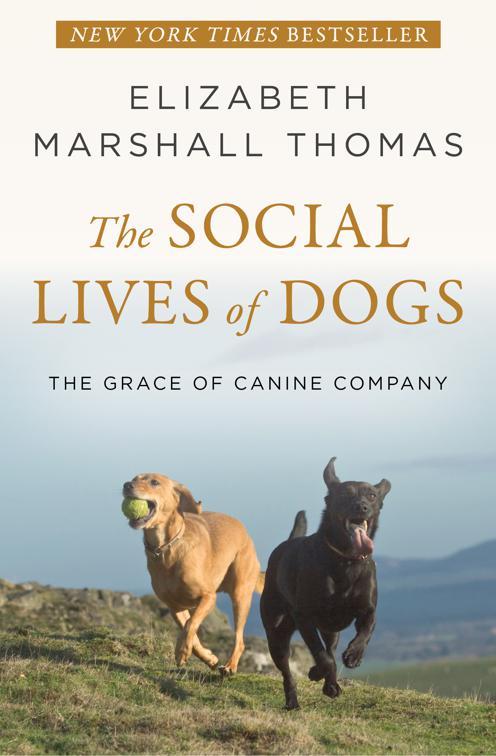 Social Lives of Dogs