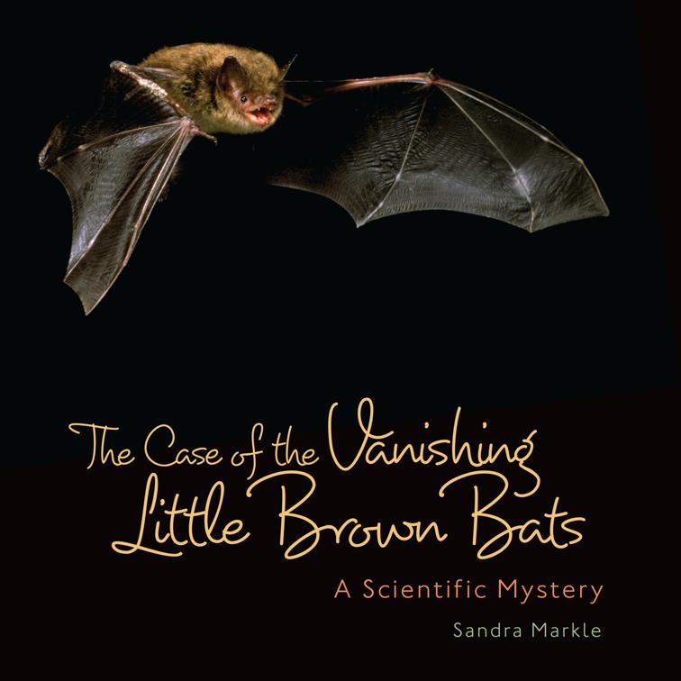 Case of Vanishing Little Brown Bats, Sandra Markle&#x27;s Science Discoveries