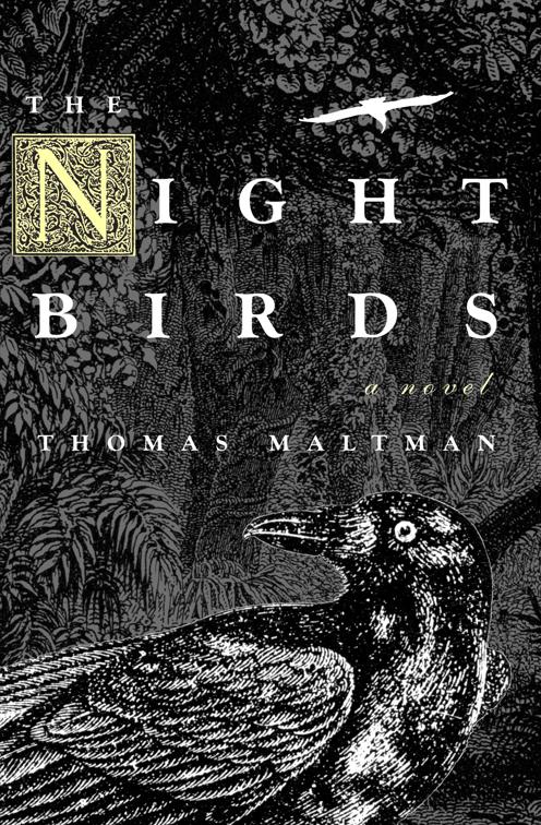 Night Birds
