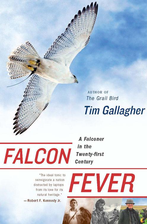 Falcon Fever