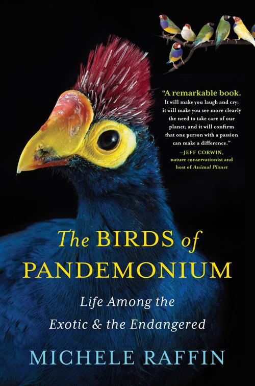 Birds of Pandemonium