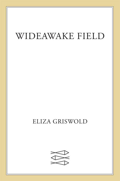 Wideawake Field