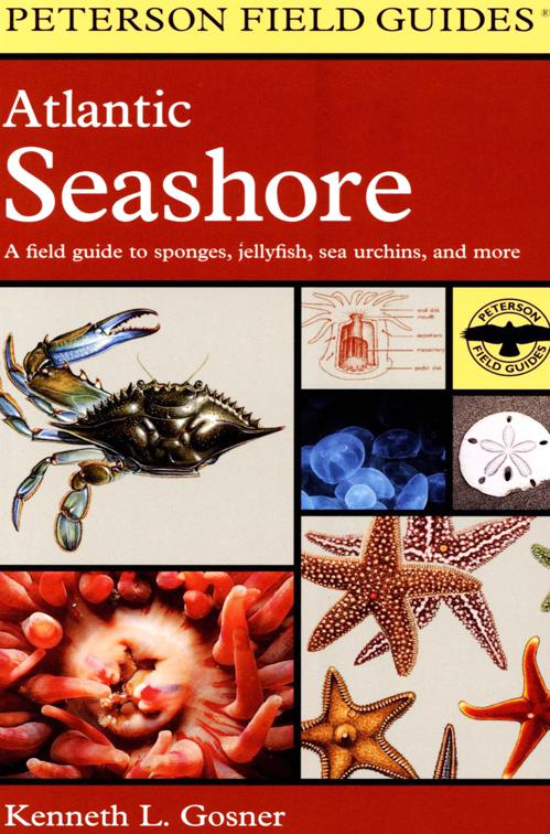 Atlantic Seashore, Peterson Field Guides