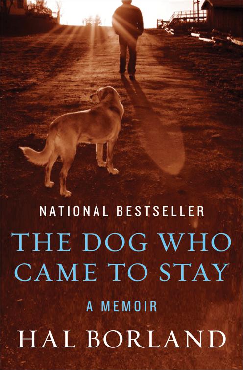Dog Who Came to Stay